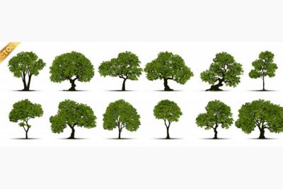مجموعه درخت – Collection of tree