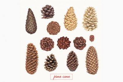 مخروط کاج کشیده شده با دست – Hand drawn pine cones