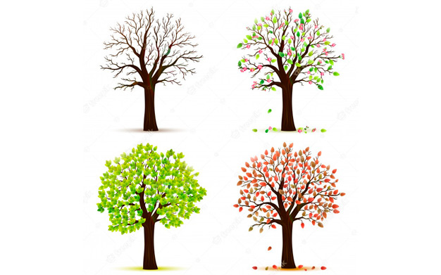 وكتور درختان چهار فصل - Four seasons trees vector